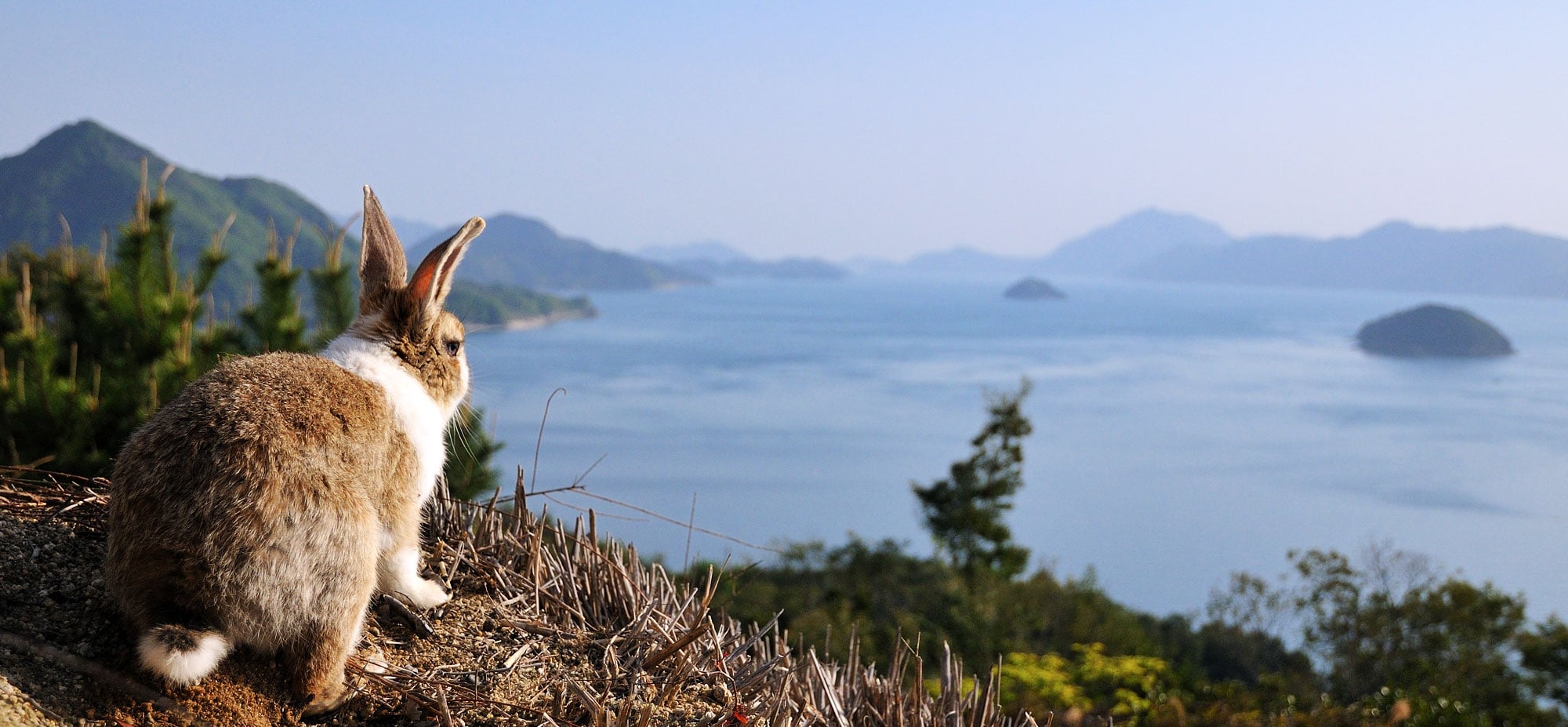 瀬戸内海と大久野島の眺め
