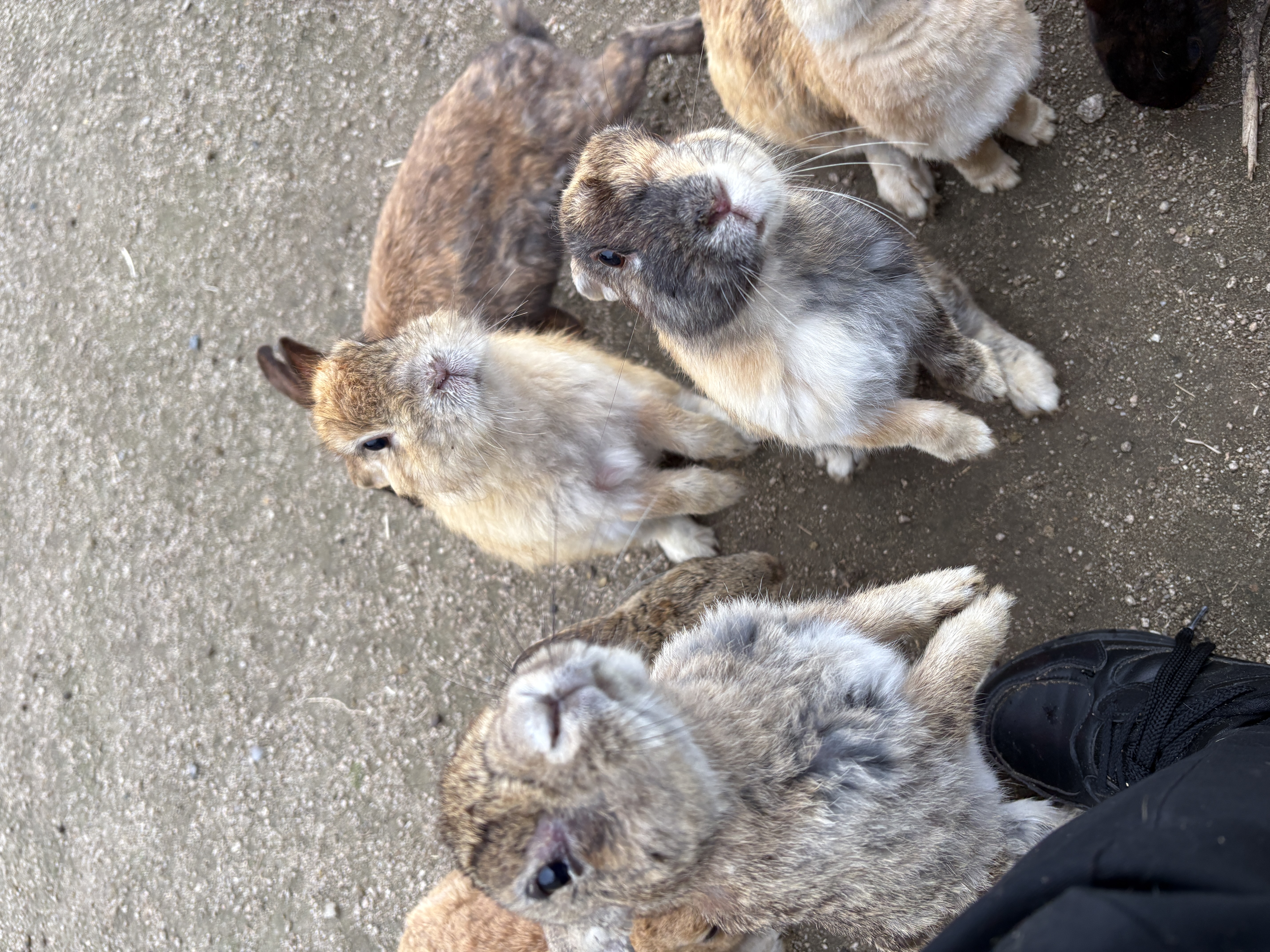 こちらを見上げる大久野島のうさぎたち