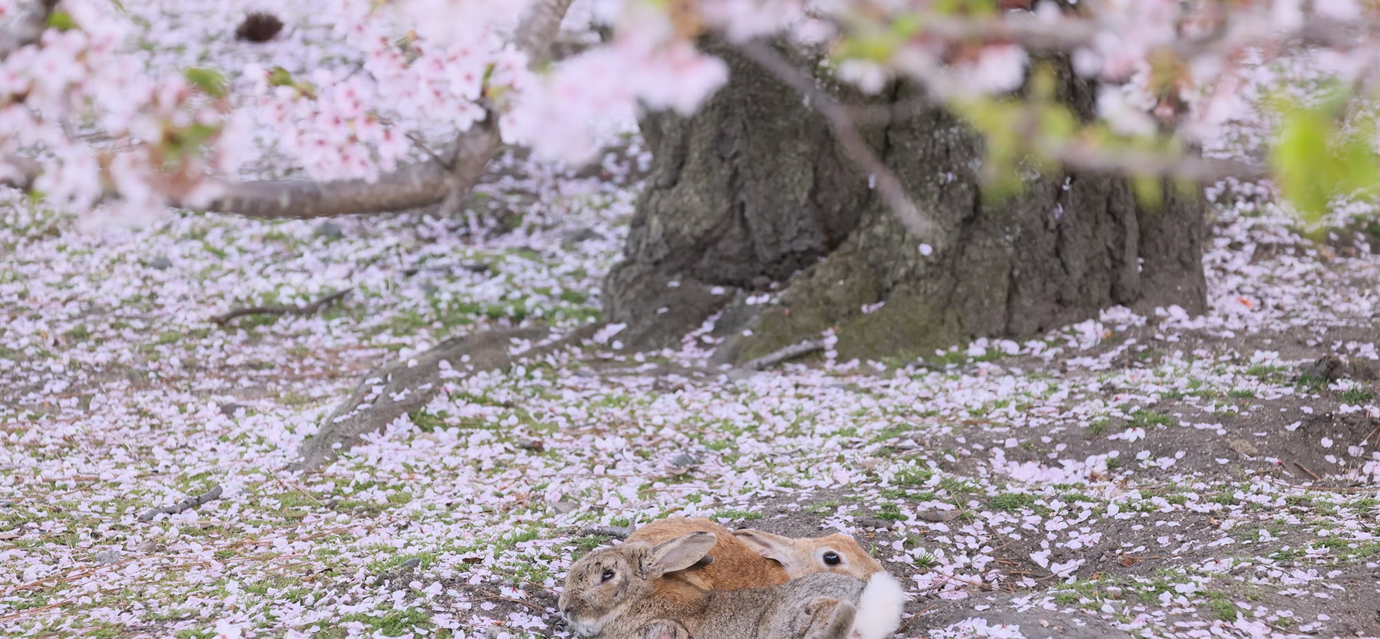 桜の下で寄り添う大久野島のうさぎ